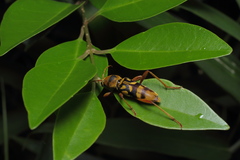 Chlorophorus quinquefasciatus