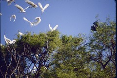 Polyboroides radiatus