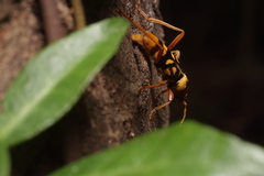 Chlorophorus quinquefasciatus