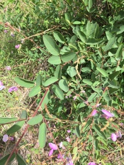 Desmodium cinerascens