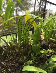 Pleopeltis crassinervata