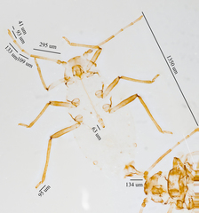 Neophyllaphis varicolor