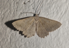 Gnophini