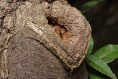 Chlorophorus quinquefasciatus