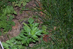 Artemisia vulgaris