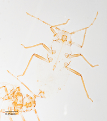 Neophyllaphis varicolor