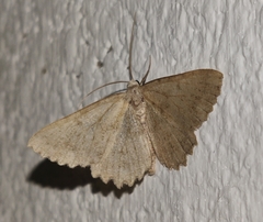 Gnophini