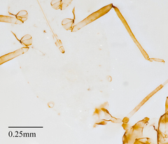 Neophyllaphis varicolor