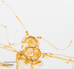 Neophyllaphis varicolor