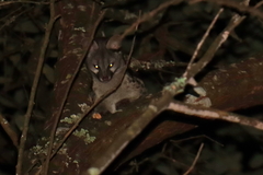 Genetta genetta genetta