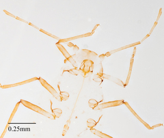 Neophyllaphis varicolor