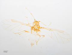 Neophyllaphis varicolor