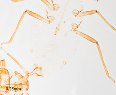 Neophyllaphis varicolor