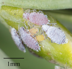 Neophyllaphis varicolor