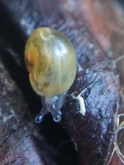 Vitrina pellucida