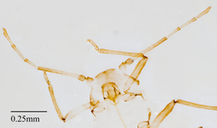 Neophyllaphis varicolor