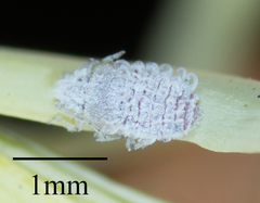 Neophyllaphis varicolor