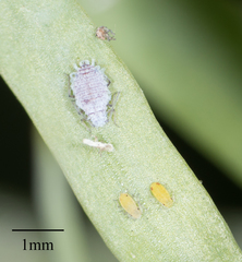 Neophyllaphis varicolor