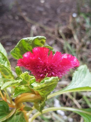 Silver cockscomb