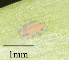 Neophyllaphis varicolor