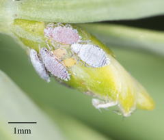 Neophyllaphis varicolor