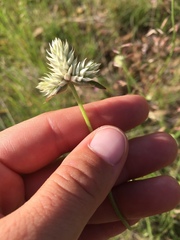Gomphrena sonorae