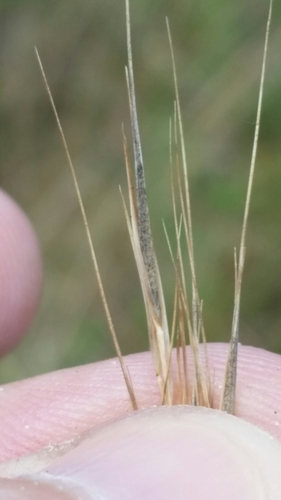 Image of Aristida patula by (c) Jay Horn, some rights reserved (CC BY)