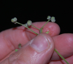 Galium aparine