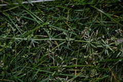 Galium aparine