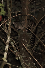 Genetta genetta genetta