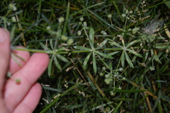 Galium aparine
