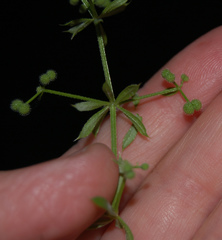 Galium aparine