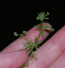 Galium aparine