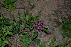 Chamaenerion angustifolium