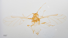 Neophyllaphis varicolor