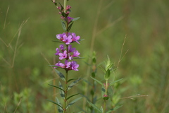 Lythrum salicaria