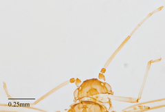 Neophyllaphis varicolor