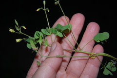 Oxalis stricta