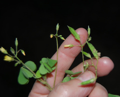 Oxalis stricta