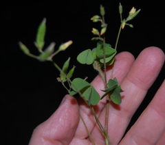 Oxalis stricta