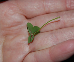 Oxalis stricta