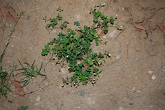 Oxalis stricta