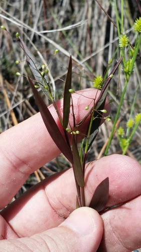Image of Dichanthelium portoricense by (c) Jay Horn, some rights reserved (CC BY)