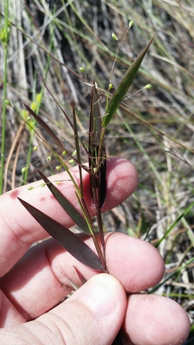 Image of Hemlock Witchgrass (Dichanthelium portoricense) by (c) Jay Horn, some rights reserved (CC BY)