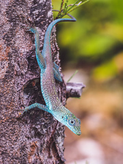 Anolis conspersus