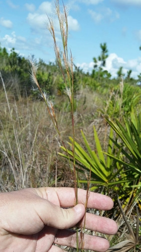 Image of Anatherum campbellii by (c) Jay Horn, some rights reserved (CC BY)