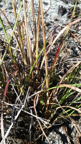 Image of Anatherum campbellii by (c) Jay Horn, some rights reserved (CC BY)