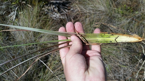 Image of Anatherum campbellii by (c) Jay Horn, some rights reserved (CC BY)