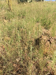 Bouteloua chondrosioides