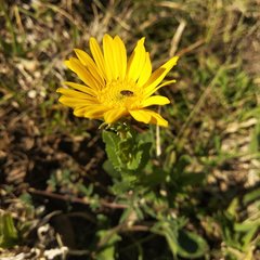Grindelia inuloides
